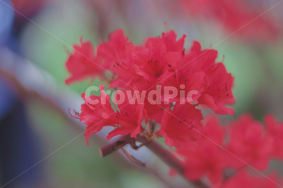 꽃,철쭉,봄,꽃잎,꽃놀이,봄,계절,spring,season,식물,자연,plants,nature,꽃,flower,blossom,geranium,제라늄,plant