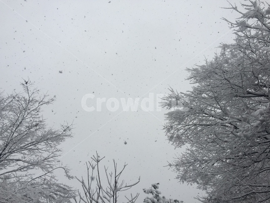 눈,겨울,나무,폭설,하늘,자연,겨울,계절,winter,season,자연,풍경,nature,landscape,weather,날씨,outdoors,옥외