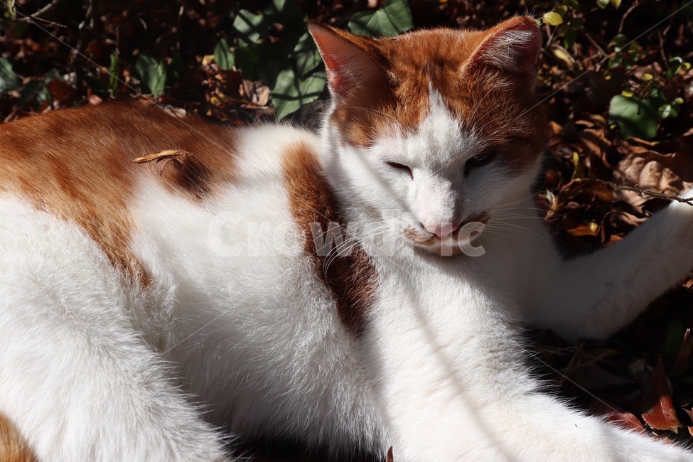 고양이,동물,cat,착한,길고양이,순한,얌전한,졸린,나른한,냥이,동물,animal,포유류,mammal,고양이,cat,kitten,kitty