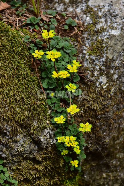 금괭이눈,야생화,봄,꽃,풀꽃,자연,식물,식생,plants,nature,spring,season,flower