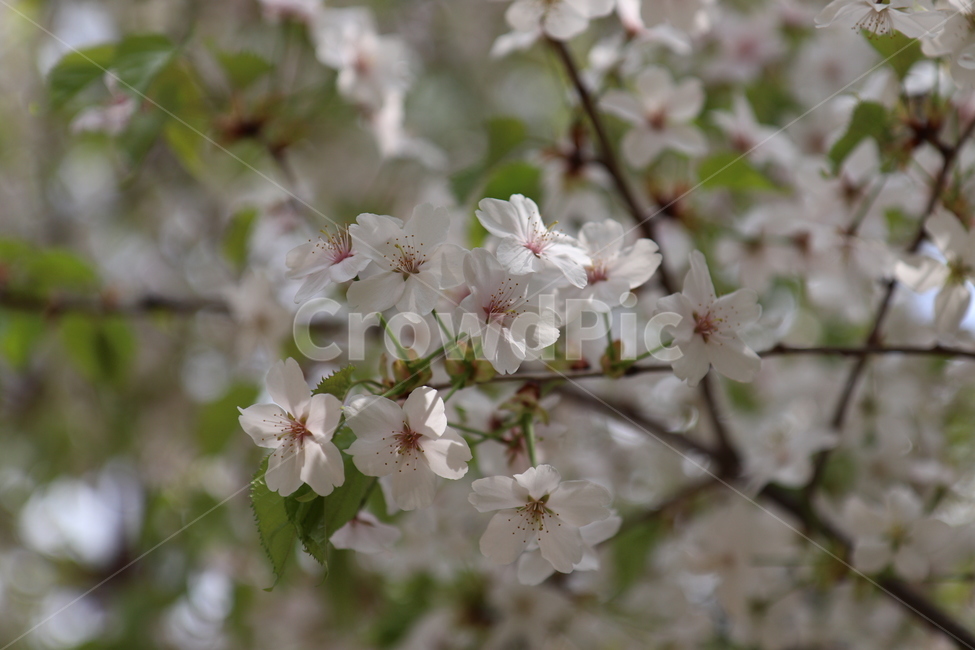 벚꽃,봄,나무,벚꽃나무,벚꽃엔딩,plant,식물,flower,꽃,blossom,식물,자연,plants,nature,꽃,flower