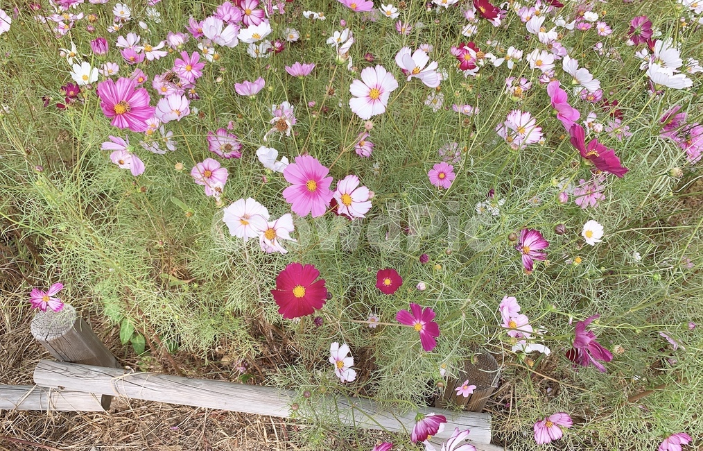 코스모스,가을,코스모스꽃,꽃,들꽃,가을,계절,fall,autumn,season,blossom,geranium,제라늄,flower,plant,식물,petal,꽃잎