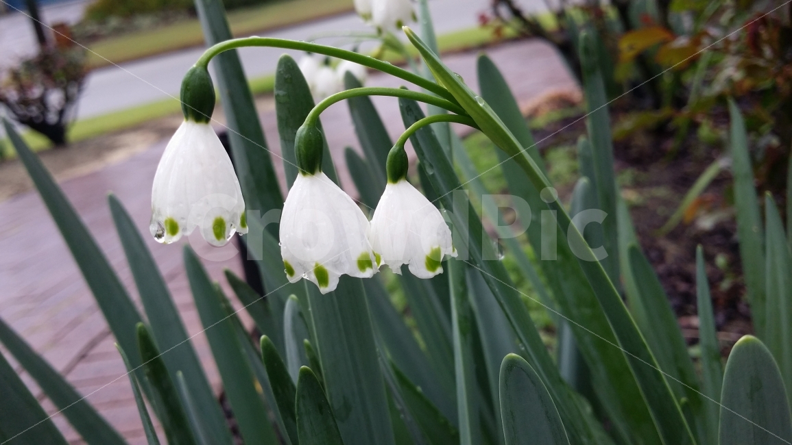 꽃망울,이슬방울,상큼함,청명,꽃,식물,자연,plants,nature,꽃,flower