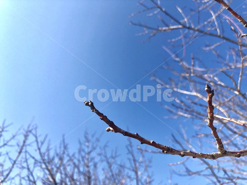 나무,나뭇가지,wood,roof,하늘,파랑색,파란색,sky,blue,식물,자연,plants,nature,나무,trees,wood