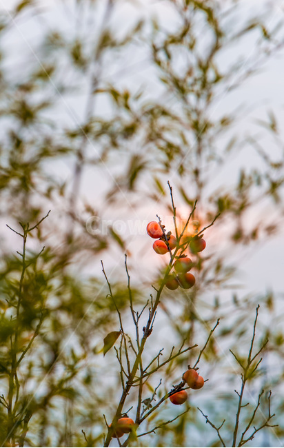 대나무,감,가을,일몰,감성,가을,계절,fall,autumn,season,식물,자연,plants,nature,과일,열매,fruit,plant,food,음식