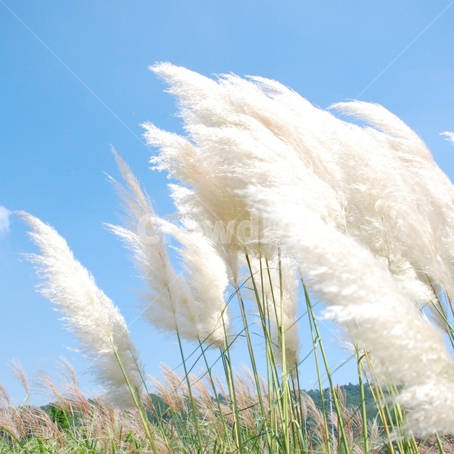자연,식물,억새풀,힐링,바람,하늘,솜,식물,자연,plants,nature,감성,sensible,feeling