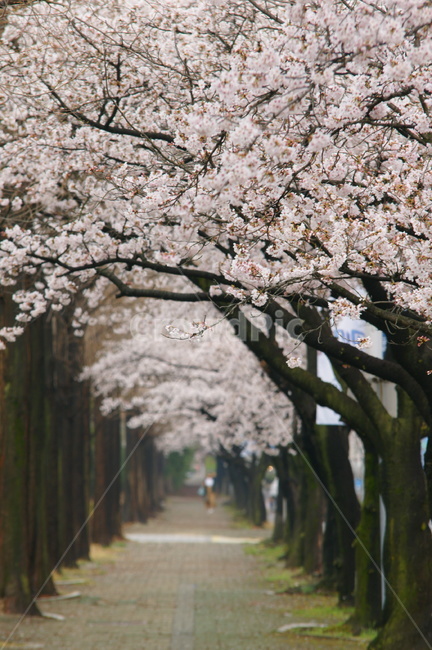 벚꽃,꽃길,꽃터널,산책로,가로수,봄,계절,spring,season,자연,풍경,nature,landscape,plant,식물,flower,꽃,blossom