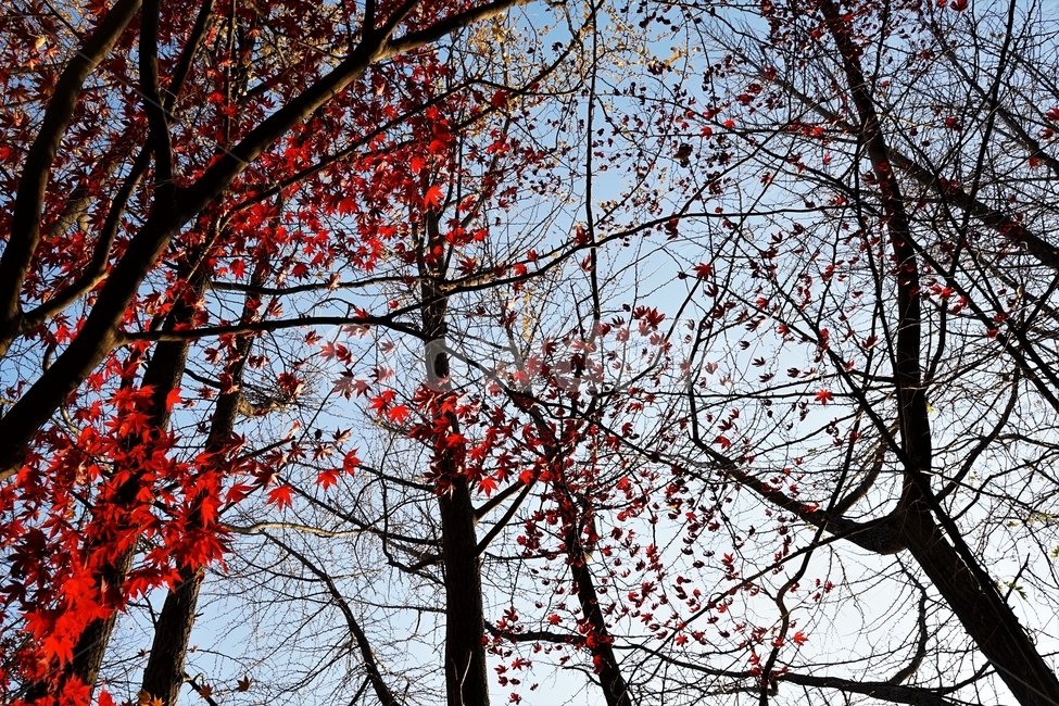 가을,단풍,단풍나무,붉은색,자연,화려함,가을풍경,autumn,fall,autumnleaves,plant,nature,계절,나무,븕은색,maple,red,season,colorful,느낌,감성,trees,branches,울긋불긋,자연autumn,mapletree,가을,계절,fall,autumn,season,식물,자연,plants,nature,나무,trees,wood,leaf,잎,tree