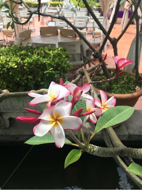 리라와디,태국꽃,꽃,식물,나무,식물,자연,plants,nature,꽃,flower