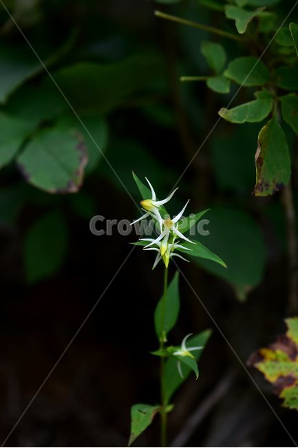 닻꽃,야생화,식물,자연,꽃,생태,힐링,플라워,wildflower,flower,plants,nature,season,감성,느낌,emotion,feeling,여름,용담목,용담과,닻꽃속,식물,자연,plants,nature,꽃,flower