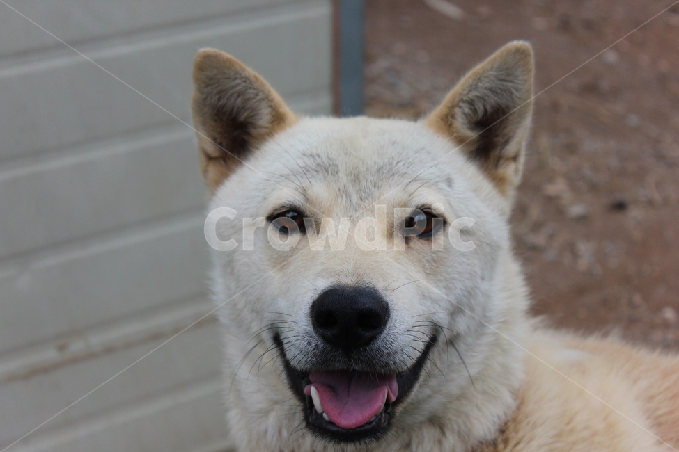 pet,dog,개,animal,동물,동물,animal,포유류,mammal,개,강아지,dog,doggy