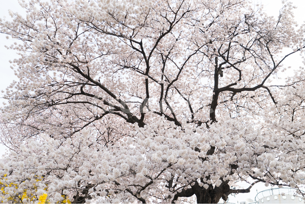 벚꽃,봄꽃,사쿠라,봄,spring,꽃,cherryblosso,계절,식물,자연