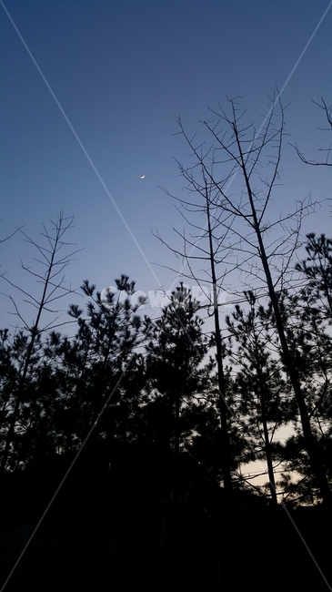 나무,달,저녁,숲,초승달,자연,풍경,nature,landscape,tree,plant,식물