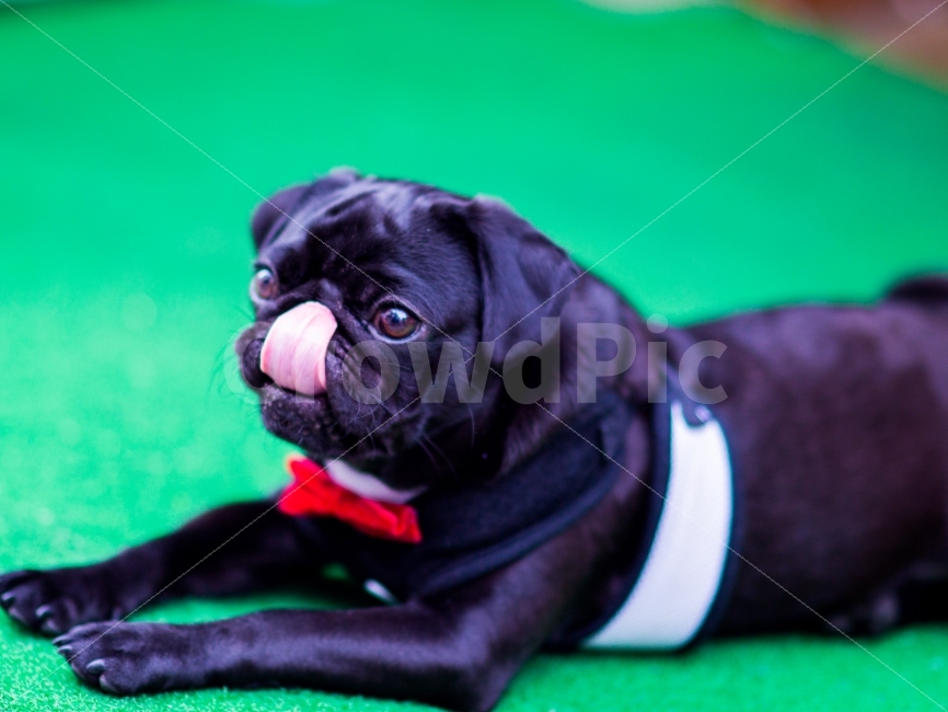 반려동물,강아지,메롱,리본,산책,동물,animal,포유류,mammal,개,강아지,dog,doggy