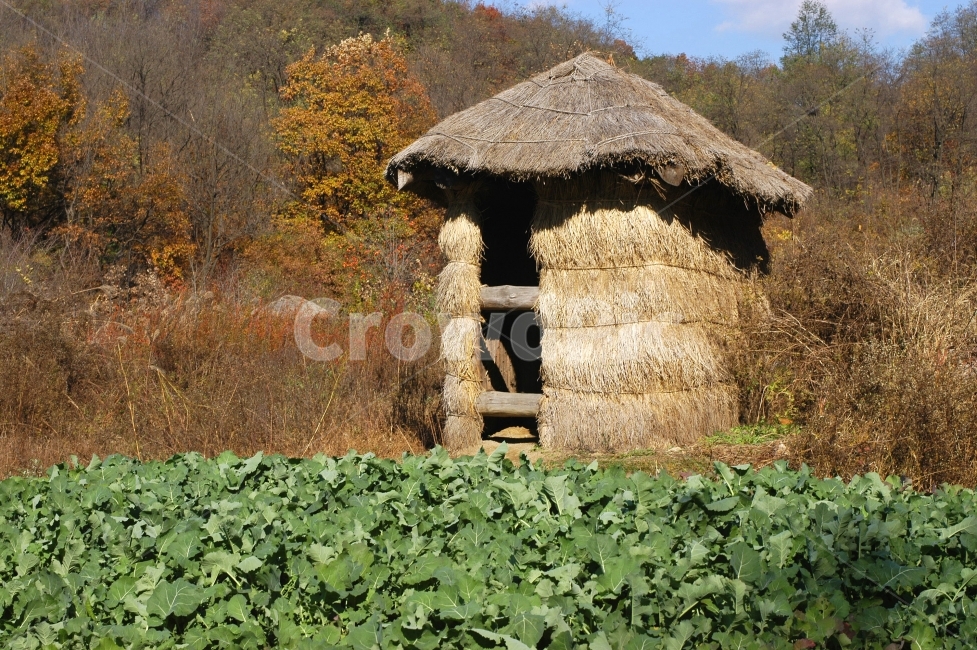 오두막,농작물,재배,시골,농촌,전원,한국,전통,한국전통,민속,풍경,자연,cabin,country,시골,마을,풍경,landscape,country,rural,town,산업,industry,industrial,농업,농사,agriculture,farming,farming industry