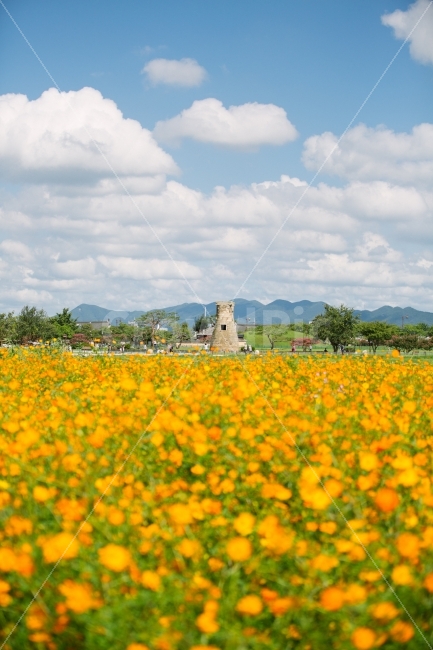 경주,꽃,첨성대,구름,하늘,감성,자연,풍경,nature,landscape,랜드마크,landmark,tourist attraction,한국전통,한국문화,korean traditional,korean culture,grassland,목초지,outdoors,옥외,field,들,farm,농장,rural,농촌,meadow