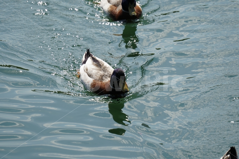 청둥오리,동물,조류,새,물,호수,물결,자연,animal,lake,river,강,하천,nature,풍경,landscape,감성,감성사진,스냅,스냅사진,snap,snapshot,힐링,힐링사진,bird,duck,잠실,서울,seoul,한국,korea,코리아,한국자연,석촌호수,오리가족,수영,헤엄,동물,animal,조류,새,birds
