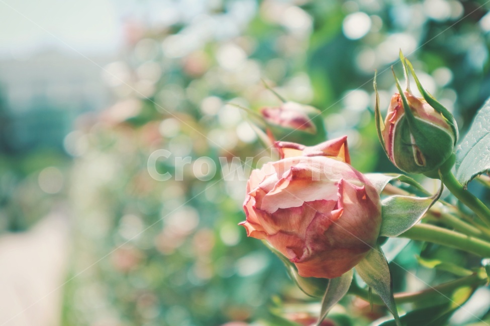 장미,rose,꽃,flower,봄,spring,보케,감성,봄,계절,spring,season,식물,자연,plants,nature,꽃,flower,감성,sensible,feeling,plant,blossom