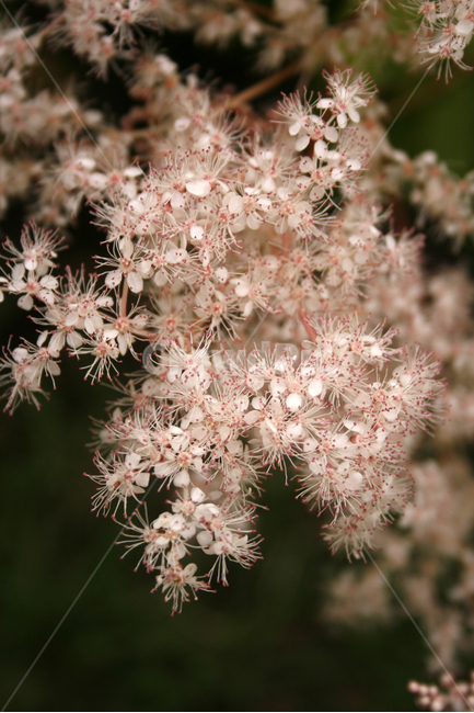 터리풀,식물,flower,plants,nature,꽃,식물,자연,plants,nature,꽃,flower