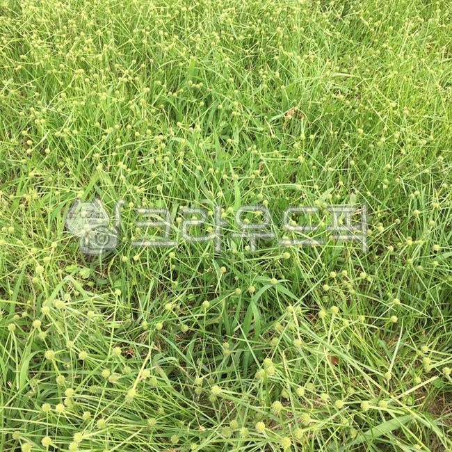 grass, 잔디, plant, 식물, 풀, 사진,이미지,일러스트,캘리그라피 - Nhi_jye작가