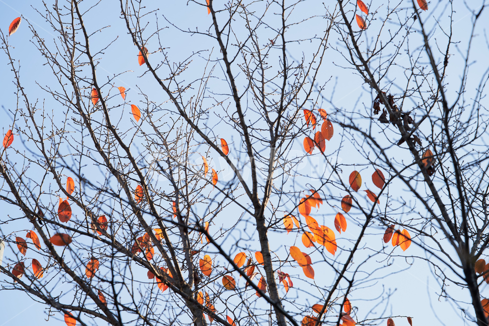 leaf,잎,식물,나무,tree,빛,가을,계절,fall,autumn,season