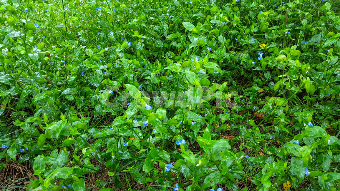 야생초,녹음,비,꽃,잔디,식물,자연,plants,nature