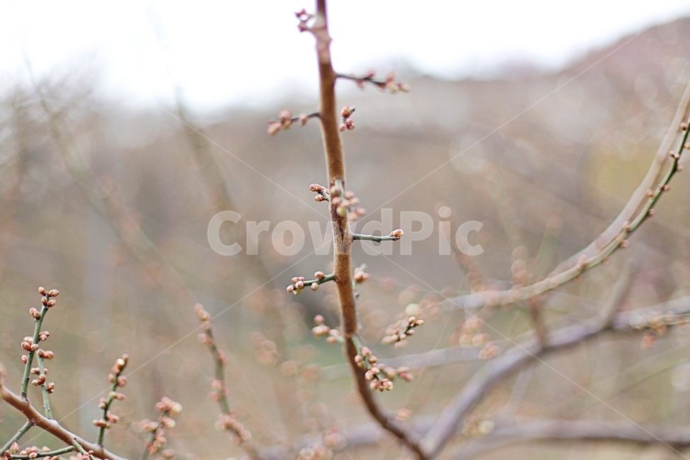 매화,매화꽃,꽃,하동,매화축제,hadong,flower,식물,자연,plants,nature