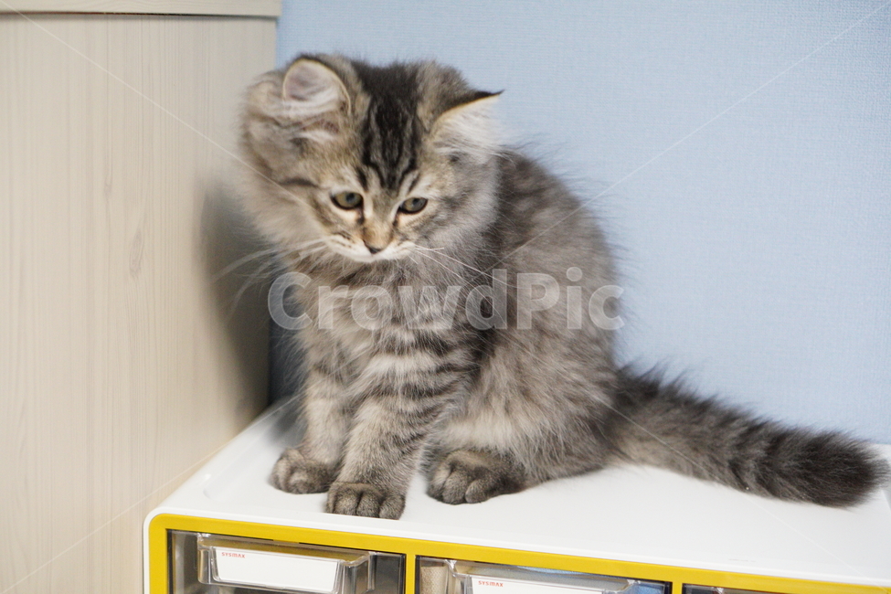 고양이,어리고양이,아기고양이,페르시안고양이,반려묘,냥이,동물,animal,포유류,mammal,고양이,cat,kitten,kitty