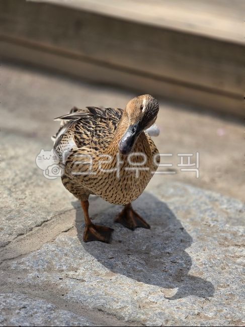 Mallard,duck,female mallard,female,geese,bird,birds,duckling