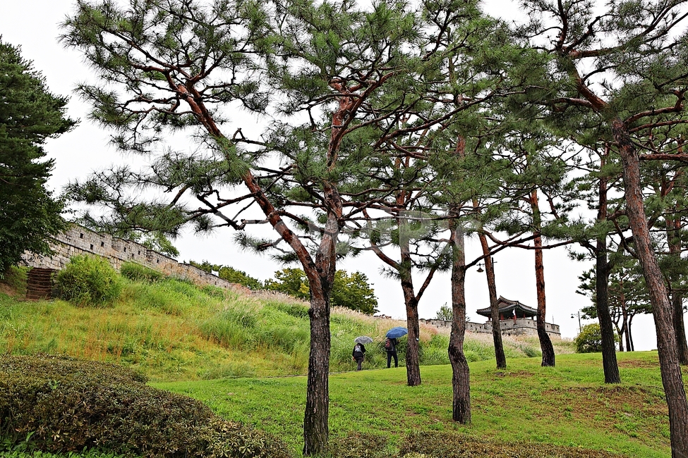 수원화성,성,성곽,길,둘레길,자연,풍경,벽,방어벽,담,돌담,가을,전통,흙담,한국전통,한국문화,korean traditional,korean culture