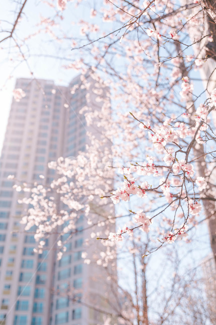cherryblossoms,벚꽃,봄꽃,plant,blossom,꽃,flower,식물,봄,계절,spring,season,식물,자연,plants,nature,꽃,flower