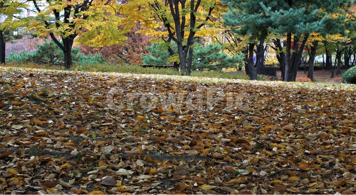 서울단풍명소,송파구단풍명소,가을,단풍,올림픽공원,가을,계절,fall,autumn,season,tree,나무,plant,식물,tree trunk,나무 줄기,ground,바닥