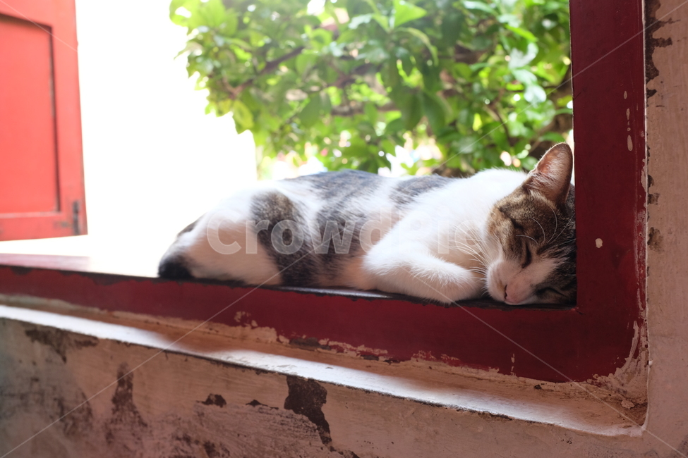고양이,cat,낮잠,애완동물,pet,동물,동물,animal,포유류,mammal,고양이,cat,kitten,kitty