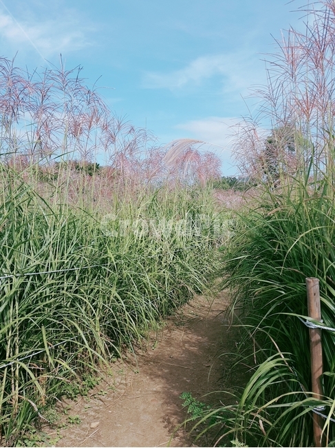 plant,식물,grass,갈대,reed,green,pink
