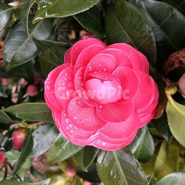 꽃,rose,장미,flower,blossom,plant,식물