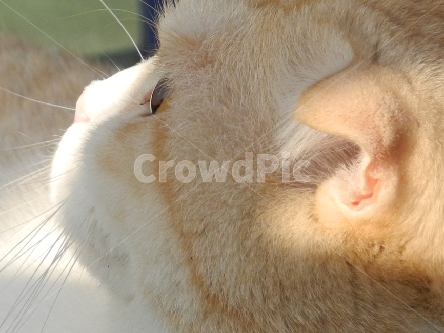 고양이,pet,반려동물,cat,애완동물,동물,animal,포유류,mammal,고양이,cat,kitten,kitty