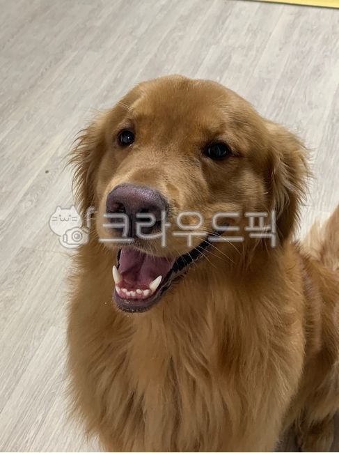 개,골든리트리버,goldenretriever,애완동물,dog