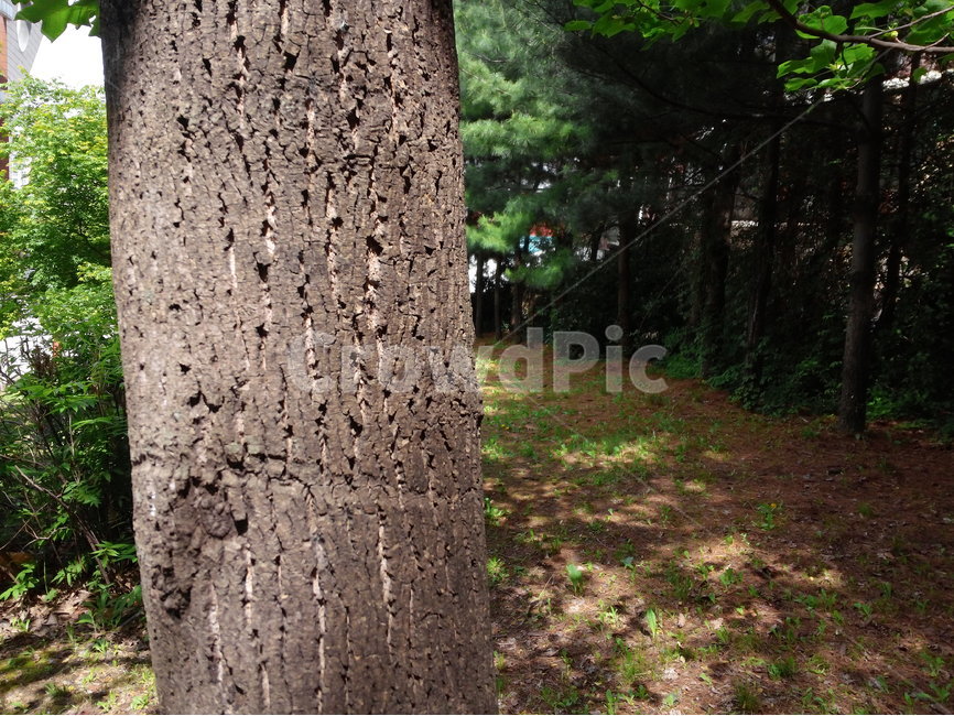 나무,식물,공원,휴식,쉼,안식,시민공원,잔디밭,tree,park,plant,rest,식물,자연,plants,nature,나무,trees,wood