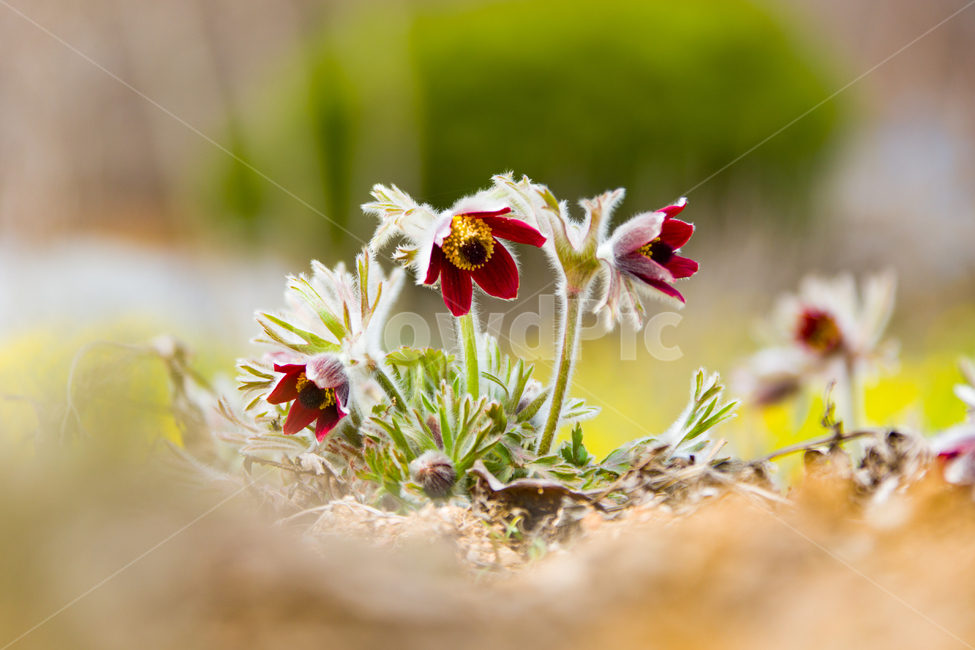봄,꽃,할미꽃,자연,붉은색,봄,계절,spring,season,식물,자연,plants,nature,꽃,flower,plant