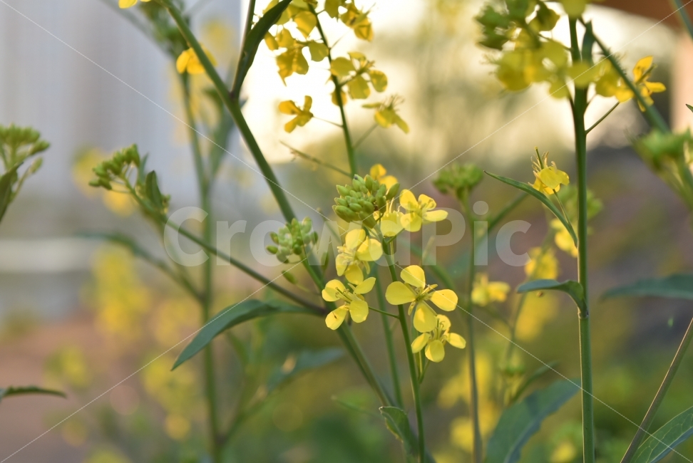 꽃보라동산,꽃,노란,일몰,빛,투과,투사,따뜻한,햇빛,식물,자연,plants,nature,감성,sensible,feeling,꽃,flower