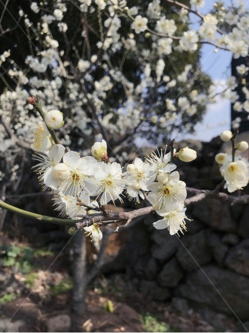 매화,봄,꽃,나무,flower,봄,계절,spring,season,식물,자연,plants,nature,꽃,flower,plant,blossom,cherry blossom,벚꽃