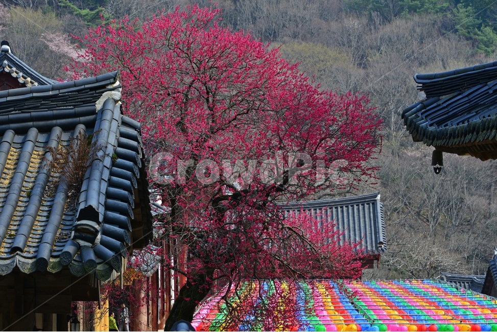 outdoors,옥외,architecture,건축물,building,건물,plant,식물,구례,화엄사,사찰,절,불교,연등,부처님오신날,유적지,문화재,경치,경관,풍경,홍매화,흑매,화엄사홍매화