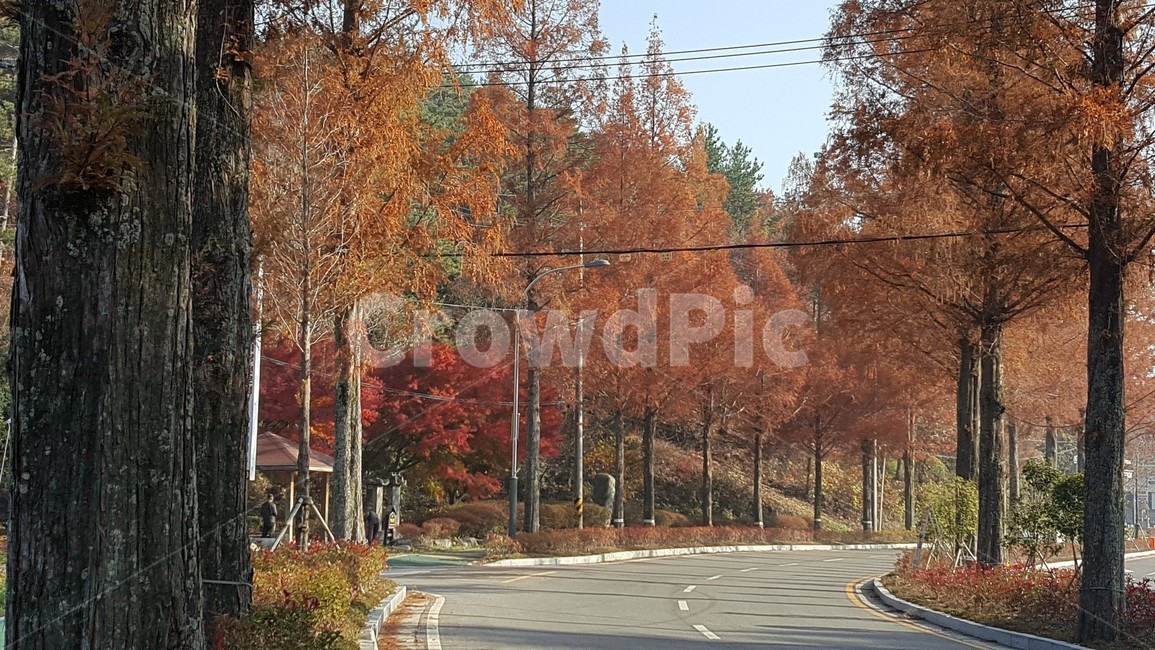길,가을,풍경,메타스퀘이아,시골길,가을,계절,fall,autumn,season,자연,풍경,nature,landscape,road,도로