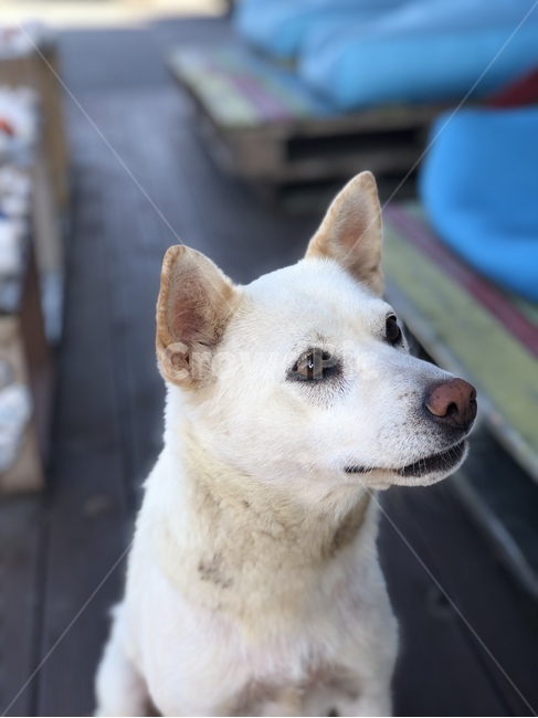 animal,개,동물,pet,dog