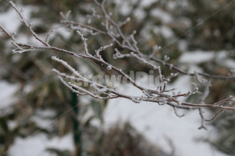 한라산,산,눈,눈꽃,나무,겨울,계절,winter,season