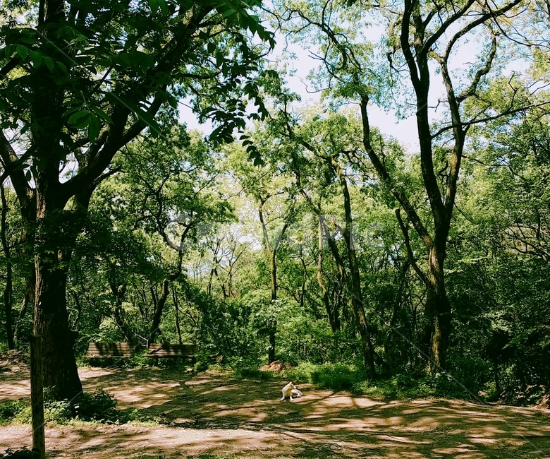 초목,vegetation,나무,tree,식물,plant,숲,forest,자연,삼림지,woodland,강아지,개,dog,풍경,자연스러움,평화로움,잔잔함