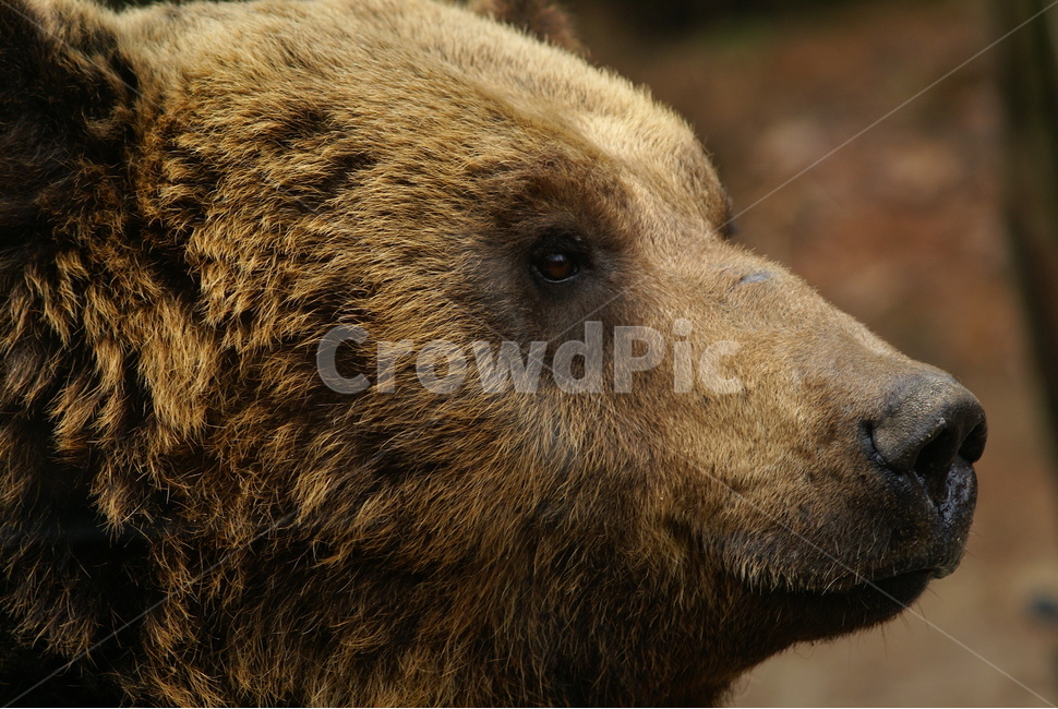 사파리,얼굴,에버랜드,곰,bear,동물,animal,포유류,mammal