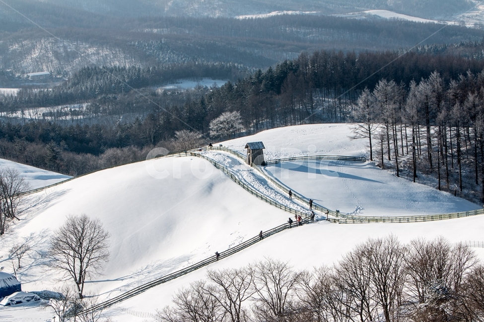 대관령,양떼목장,삼양목장,눈,겨울,설경,snow,korea,winter,겨울,계절,winter,season,자연,풍경,nature,landscape,한국자연풍경,한국자연경관,korea nature landscape,outdoors,옥외,plant,식물,tree,나무,ice,얼음,fir,전나무,abies,아비,mountain,산