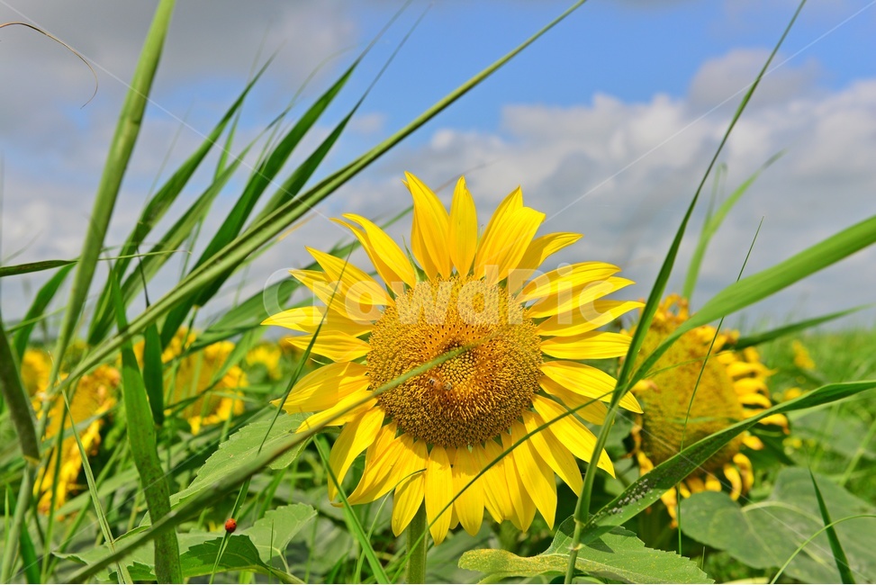 plant,식물,flower,blossom,꽃,sunflower,해바라기,날씨,구름,하늘,해남,마산,간천지,간척지해바라기밭,해바라기밭,마산해바라기밭