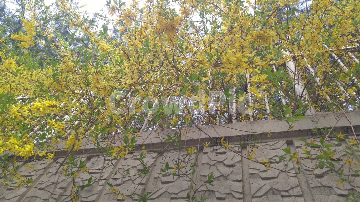 개나리,벽,철창,만개한,꽃,쏟아지는듯한,쏟아지는